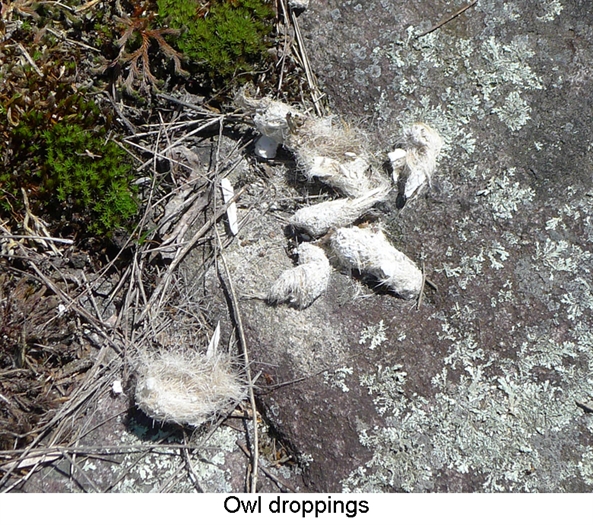 If Minna Anthony Common had a Blog… > Thousand Islands Life Magazine